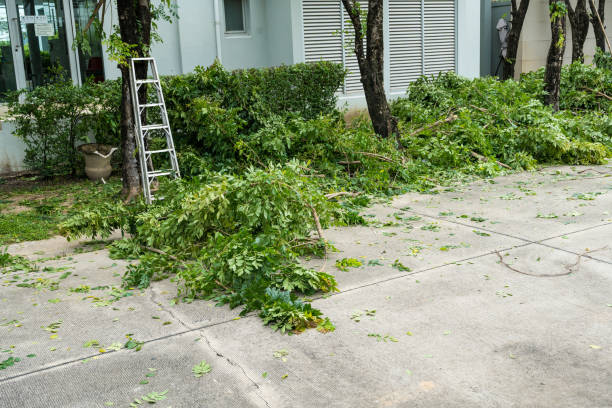 Tree Branch Trimming in Benjamin, UT